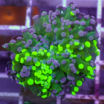 Toxic Splatter Branching Frogspawn - Corals Anonymous