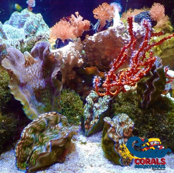 Tridacna Derasa Clam (Aquacultured) Clam