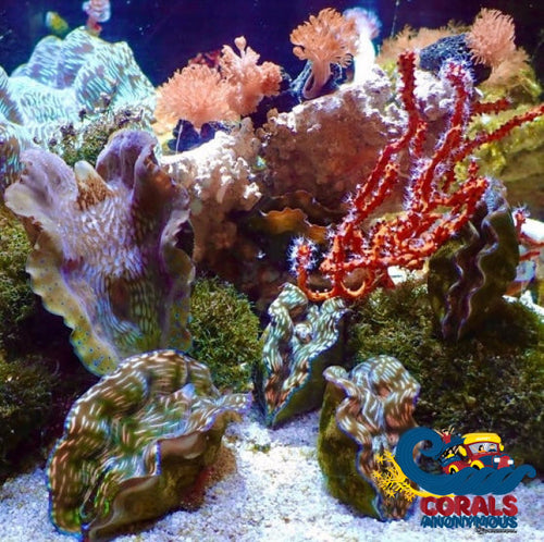 Tridacna Derasa Clam (Aquacultured) Clam