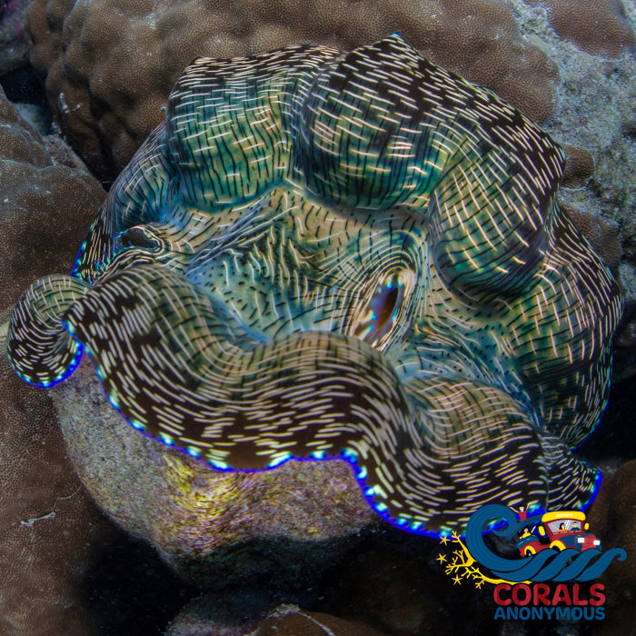 Tridacna Derasa Clam Clam