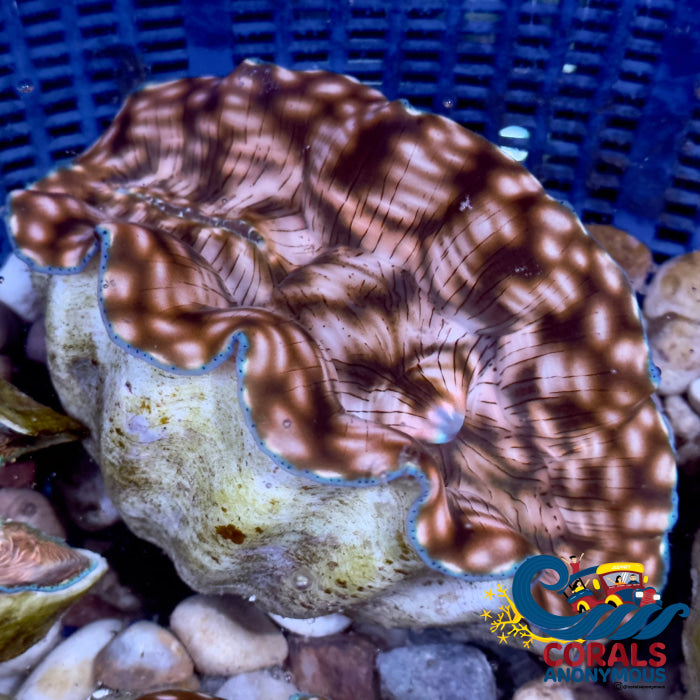 Tridacna Derasa Clam (Aquacultured) Clam