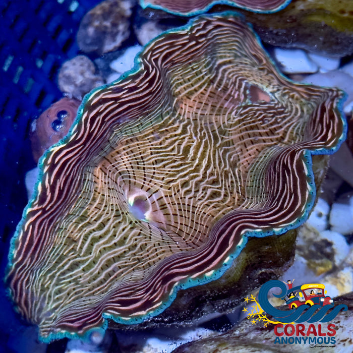 Tridacna Derasa Clam (Aquacultured) Clam