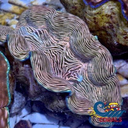 Tridacna Derasa Clam (Aquacultured) Clam