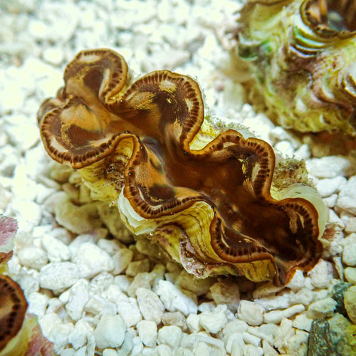 Tridacna Maxima Clam (Aquaculture) - Corals Anonymous
