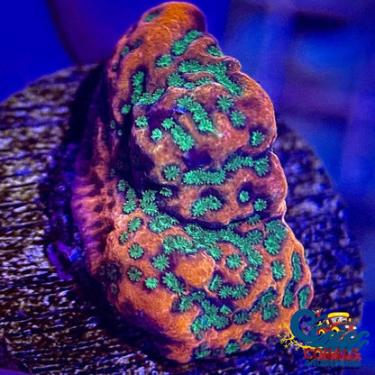 Tropic Thunder Montipora (1 Frag) Sps