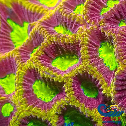 Ultra Yellow Firedrake Favia (2-3 Polyps) (Ua9) Favia