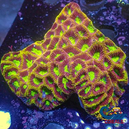 Ultra Yellow Firedrake Favia (2-3 Polyps) (Ua9) Favia