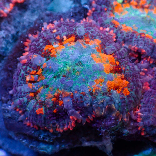 Voodoo Spell Rainbow Rhodactis Mushroom