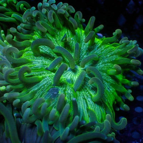 White Speckled Green Long Tentacle Anemone - Corals Anonymous