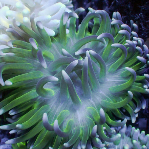 White Tip Teal Long Tentacle Anemone - Corals Anonymous