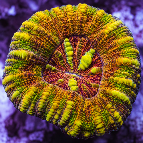 WYSIWYG Aussie Master Rainbow Button Scoly (0.5-1”)