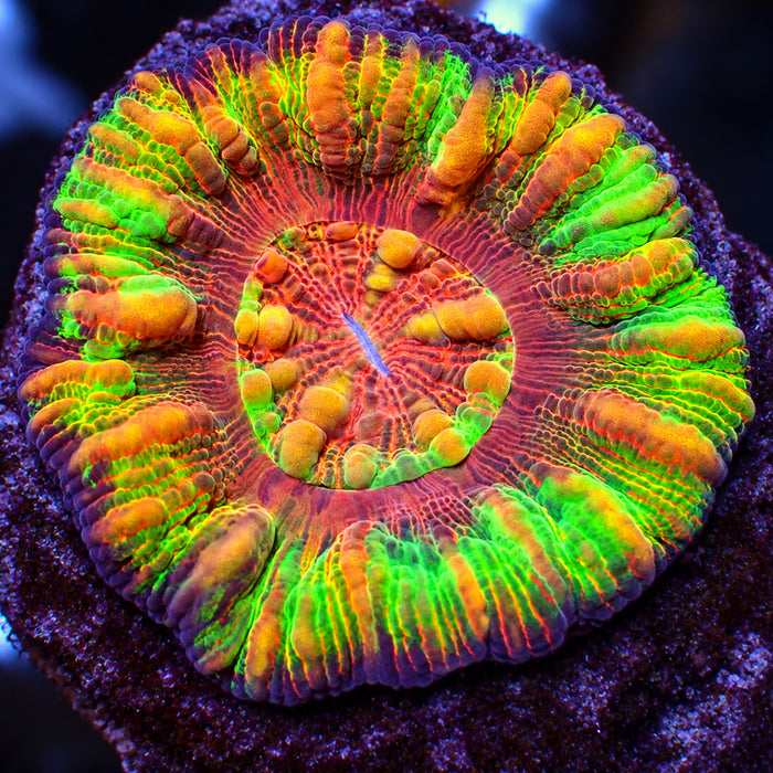 WYSIWYG Aussie Ultra Rainbow Lava Button Scoly (0.5")