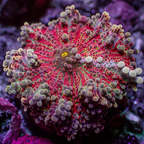 WYSIWYG Bloodbath Rainbow Yuma Mushroom