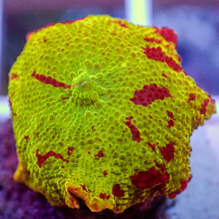 WYSIWYG Eclectus Jawbreaker Mushroom