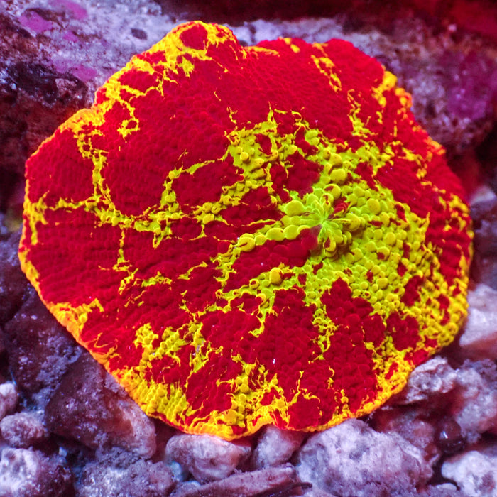 WYSIWYG Eclectus Jawbreaker Mushroom
