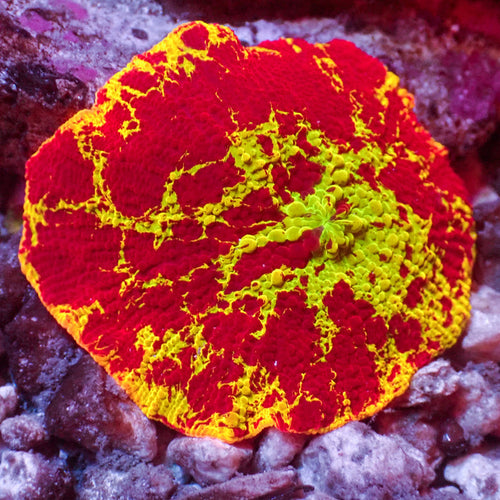 WYSIWYG Eclectus Jawbreaker Mushroom