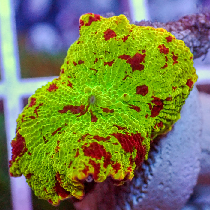 WYSIWYG Eclectus Jawbreaker Mushroom
