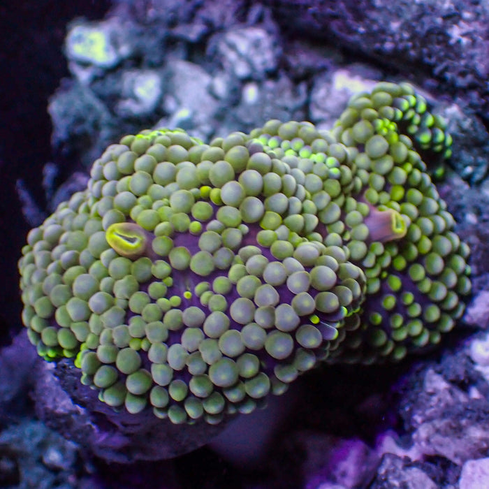 WYSIWYG Green Florida Ricordea Mushroom (2 Polyps)