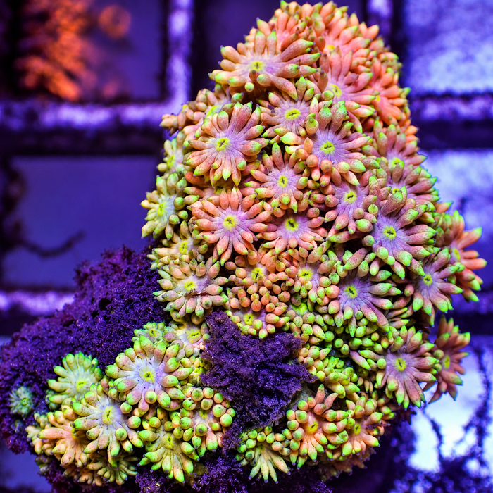 WYSIWYG Hypnotic Dream Rainbow Goniopora Colony (1-1.5”)