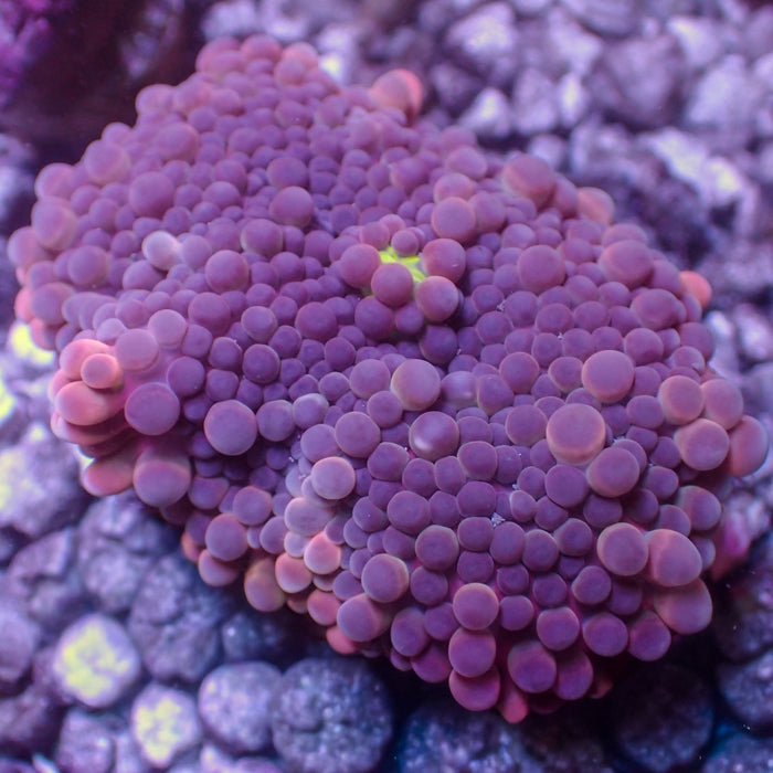 WYSIWYG Large Purple Rain Yuma Mushroom (1-2")