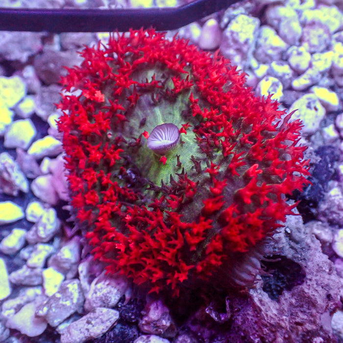 WYSIWYG Large Red St Thomas Mushroom (1-2")