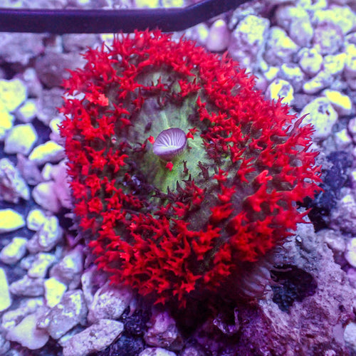 WYSIWYG Large Red St Thomas Mushroom (1-2")