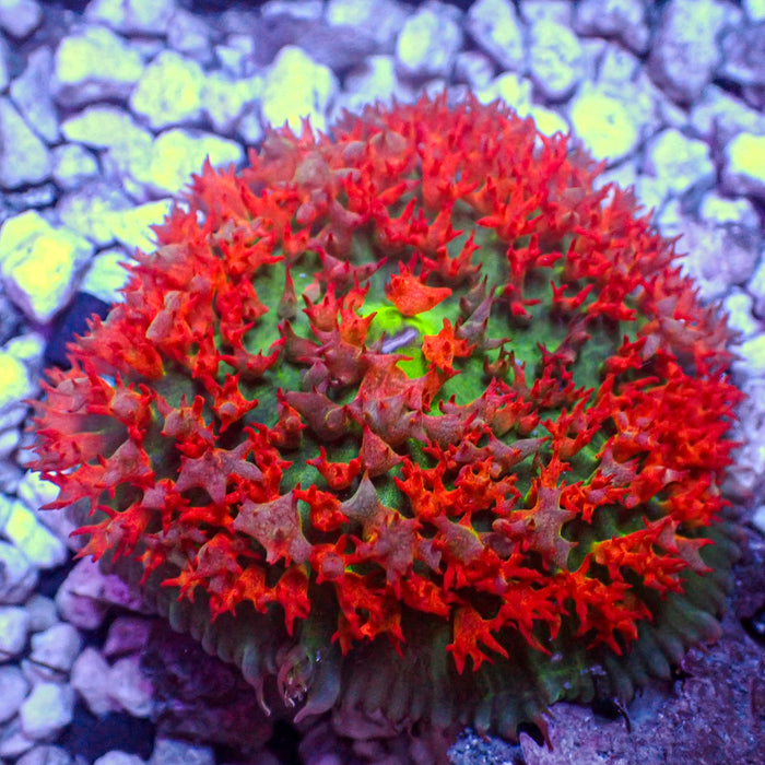 WYSIWYG Large Red St Thomas Mushroom (1-2")