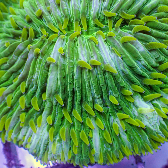 WYSIWYG Neon Lime Green Fungia Plate Coral (3-4")