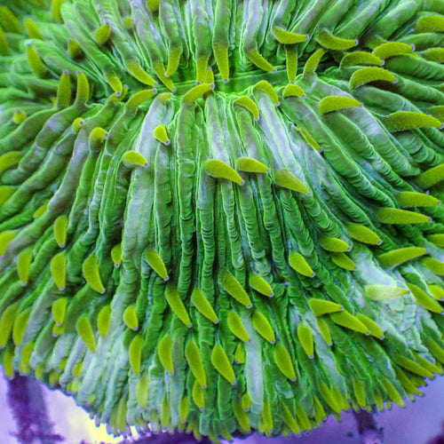 WYSIWYG Neon Lime Green Fungia Plate Coral (3-4")