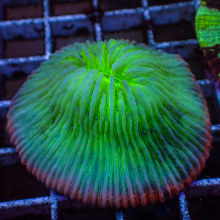 WYSIWYG Pink Ring Neon Green Plate Coral (3-4")