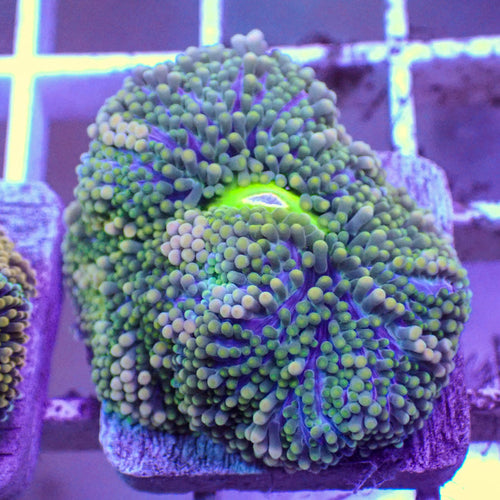 WYSIWYG Rainbow Florida Ricordea Mushroom