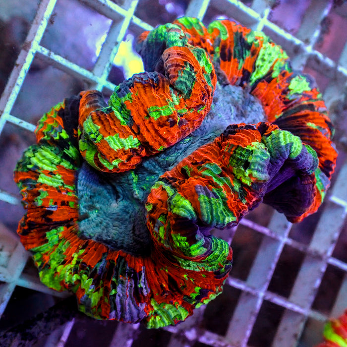 WYSIWYG Rainbow Tidal Wave Splatter Wellso (3-4")