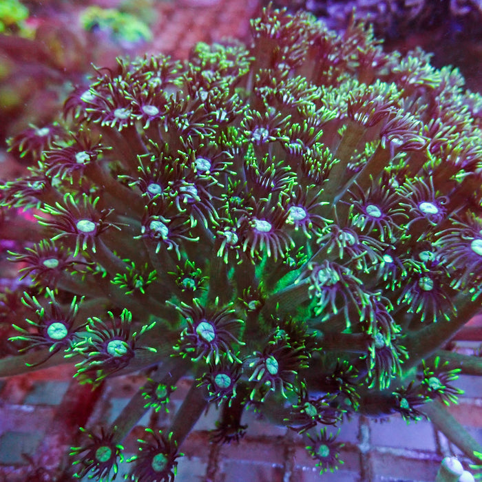 WYSIWYG Ultra Long Tentacle Green Goniopora Colony (4-5")