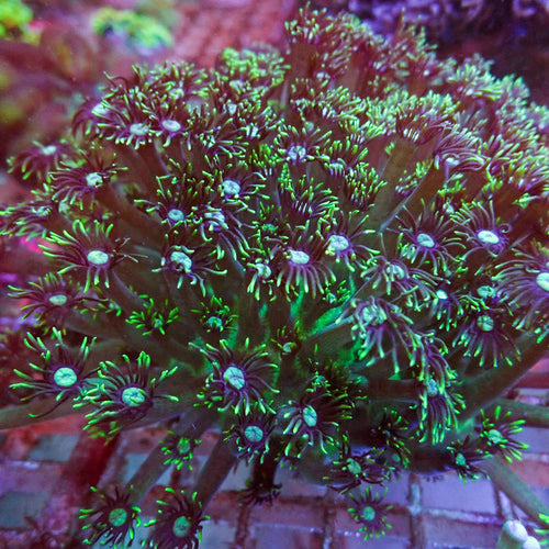 WYSIWYG Ultra Long Tentacle Green Goniopora Colony (4-5")