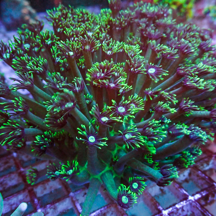 WYSIWYG Ultra Long Tentacle Green Goniopora Colony (4-5")