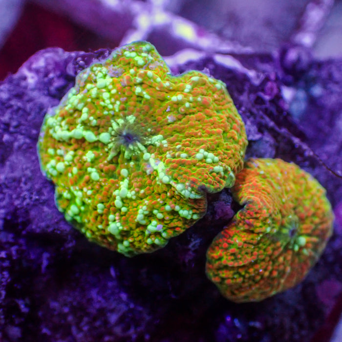 WYSIWYG Yellow Sunset Vector Discosoma Mushroom Colony (2 Polyps)