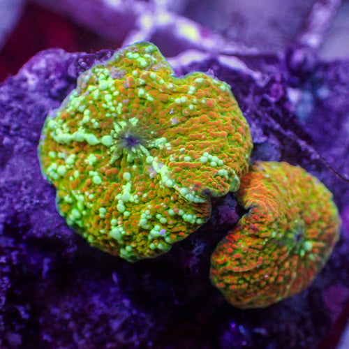 WYSIWYG Yellow Sunset Vector Discosoma Mushroom Colony (2 Polyps)